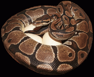 python regius ei1