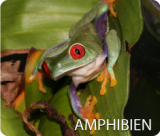 button amphibien