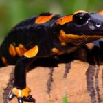 salamander10